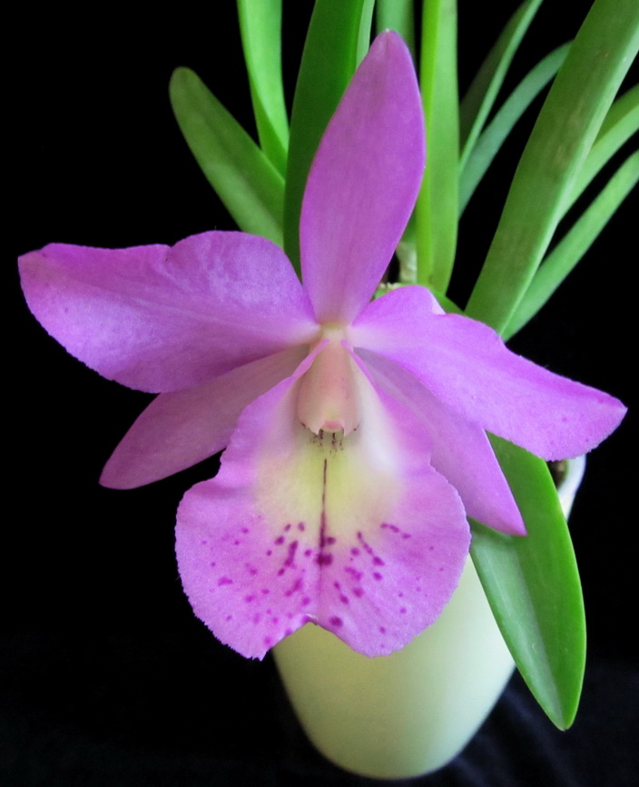 Cattleya walkeriana x Brassocattleya Mаikai 5.jpg