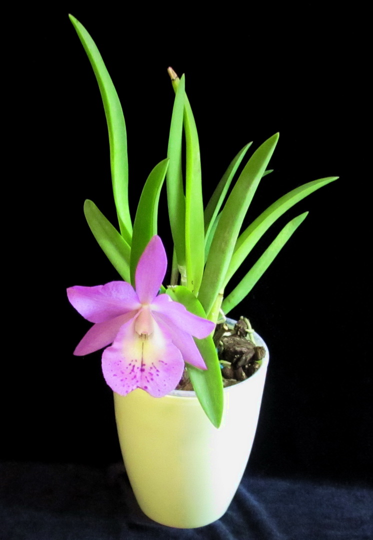 Cattleya walkeriana x Brassocattleya Mаikai 4.jpg