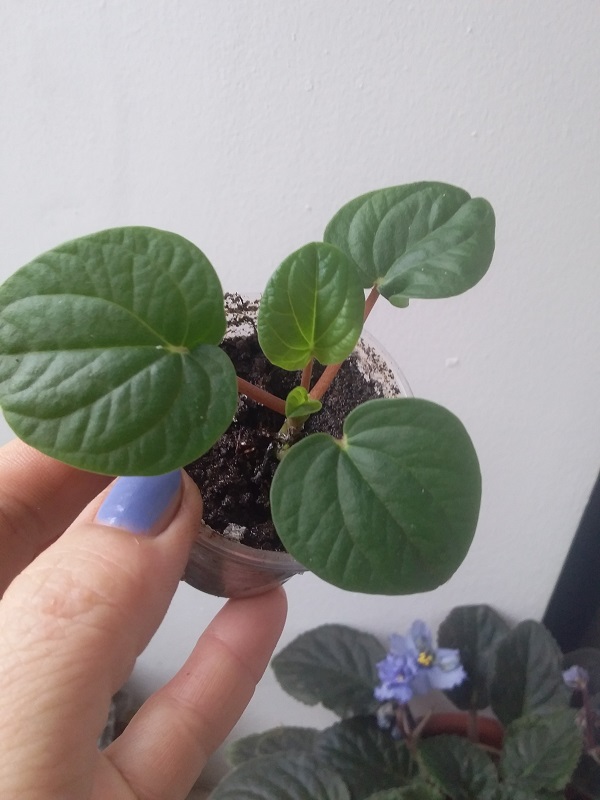 peperom_rana verde.jpg