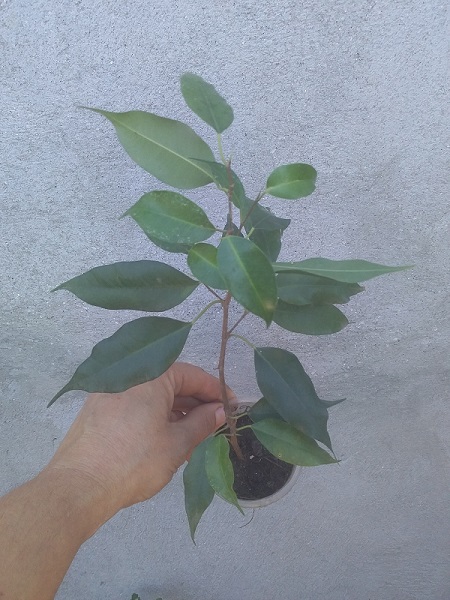 ficus Moniqe.jpg