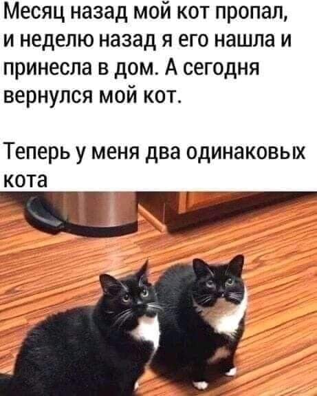 нашла кота.jpg