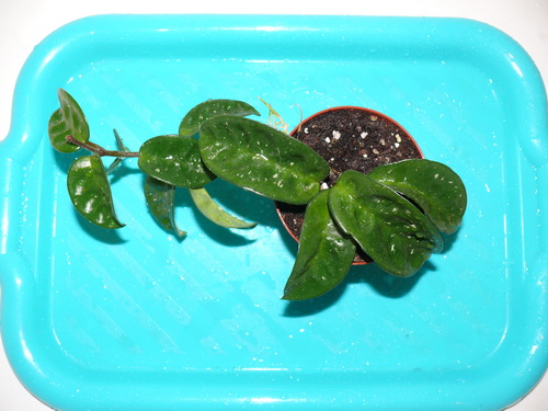 Кринкл.jpg