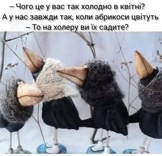 абрикоси.jpg