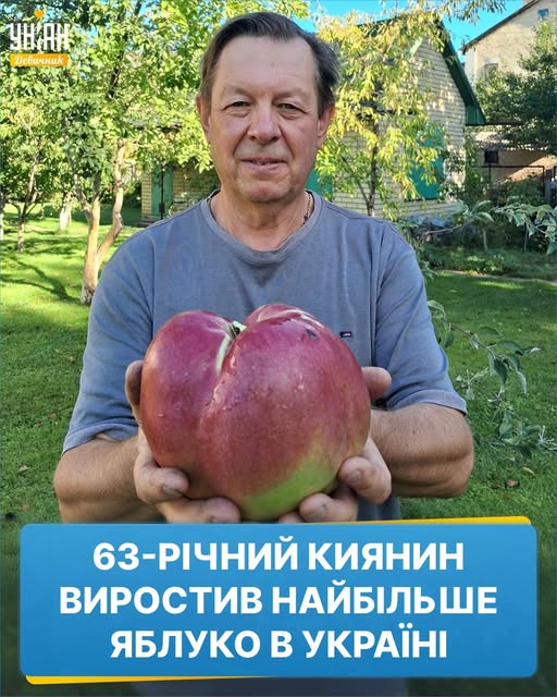 Юрій Кожем’якін виростив найбільше в Україні яблуко. Фрукт-гігант має вагу 1кг 281г та обхват 50 см.jpg