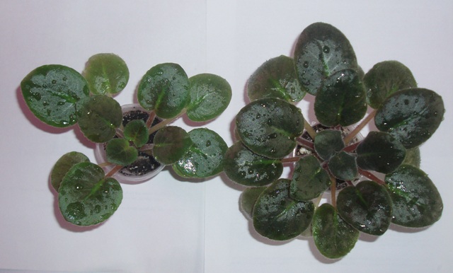 P1010171.JPG