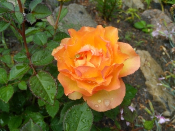 DSCN6357-1.JPG