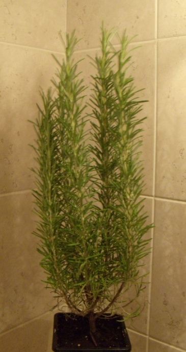 DSCN6552.JPG