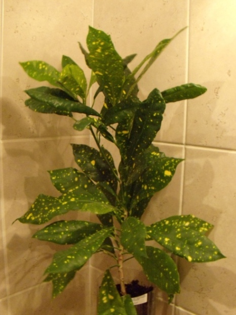 DSCN6551.JPG