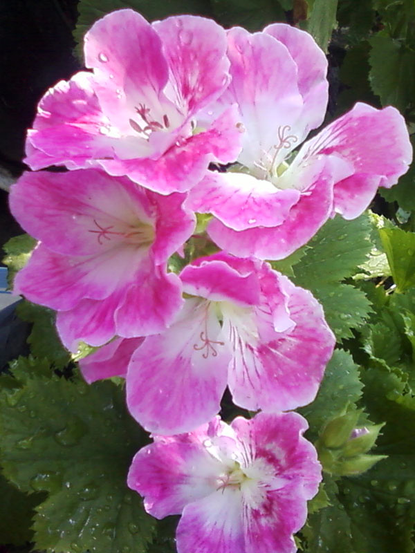 Mexically Rose 1.jpg
