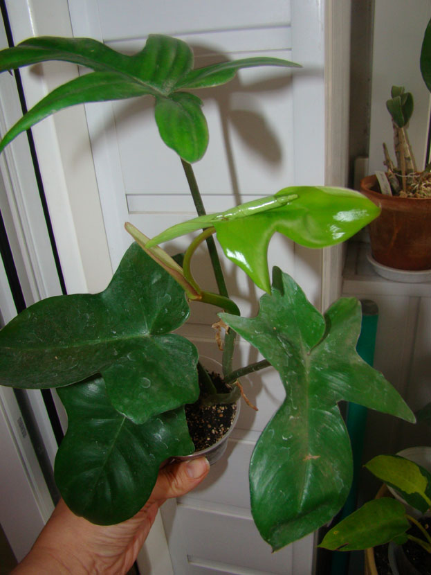 DSC05895.jpg