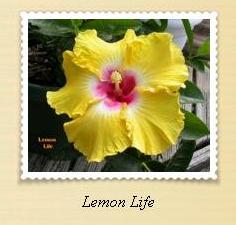 Lemon Life.JPG