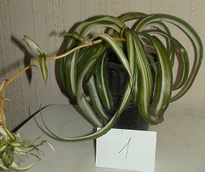 DSC01734.JPG