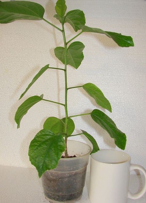 укоркиссplorg.jpg