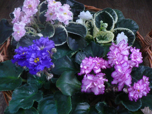P1090461.JPG