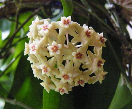 Hoya_limoniaca_Moore-1921-H-limonica-001.jpg