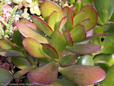 Crassula-ovata2-Migach-Kiev-2007-Lapshin.jpg