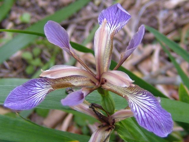 Iris foetidissima.jpg
