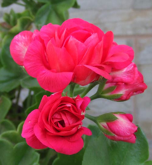 Ivy_Magenta.jpg