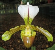 Paphiopedilum Leeanum.JPG