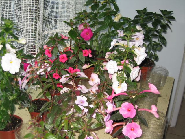 IMG_0078.JPG