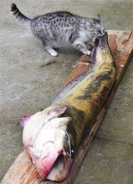 Рыболов.jpg