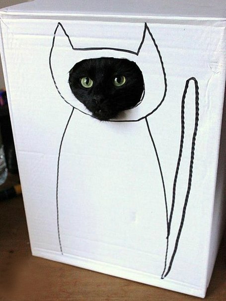 кот.jpg