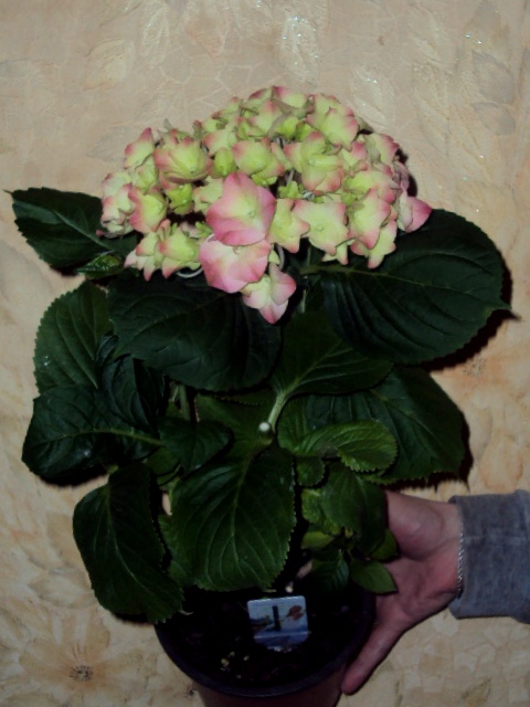 гортензия куст.jpg