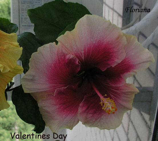 Valentines-Day-.jpg