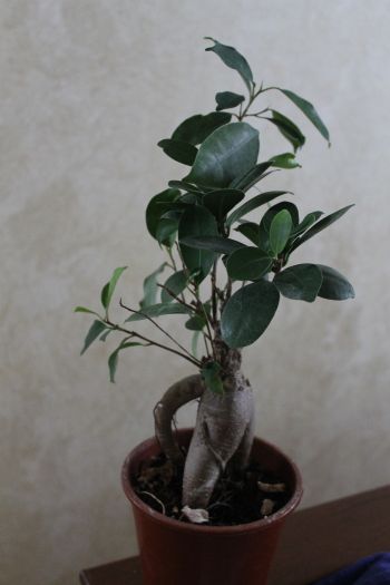 IMG_7628.jpg