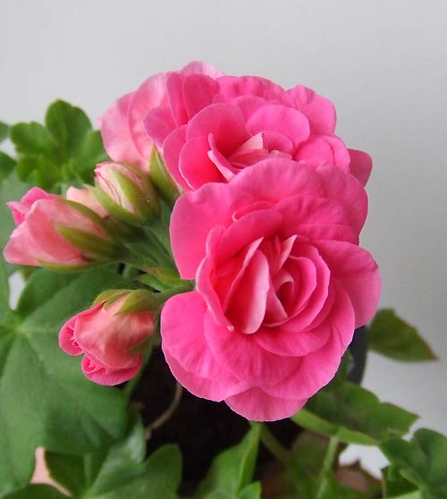 PAC_Pink_Sybil-2.jpg