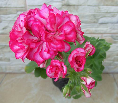 Ivy_arctic_pink_mama.jpg