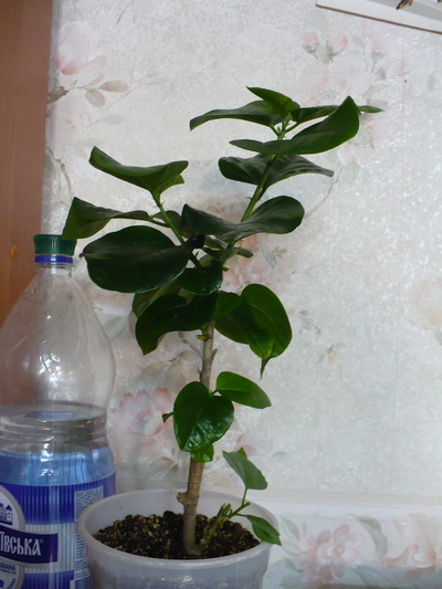 P1070059.jpg