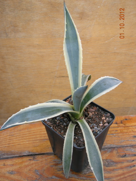 DSCN0619.JPG