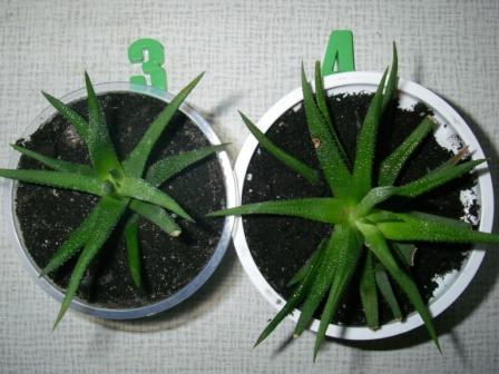 Копия IMGP3842.JPG