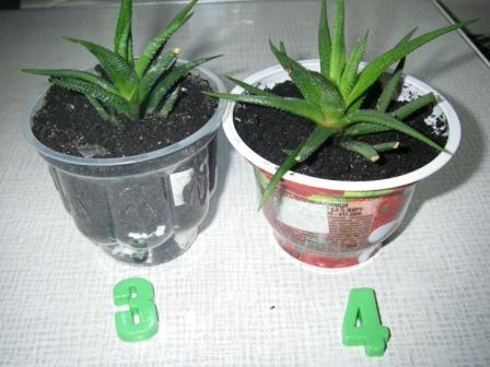 Копия IMGP3845.JPG