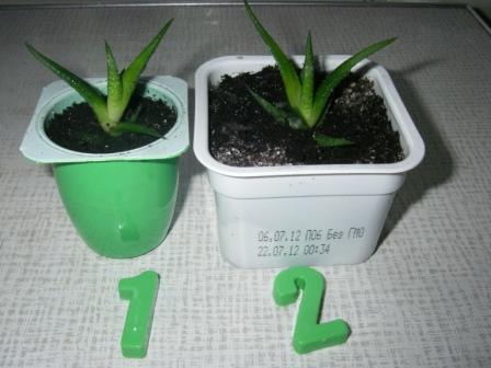 Копия IMGP3849.JPG