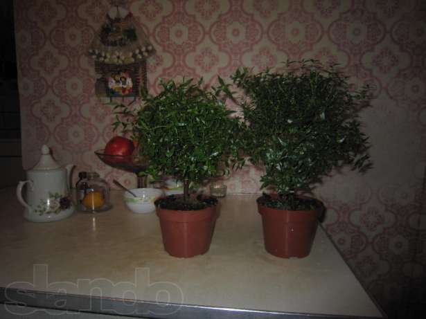 mirt-obychnyy-i-verigatnyy.jpg