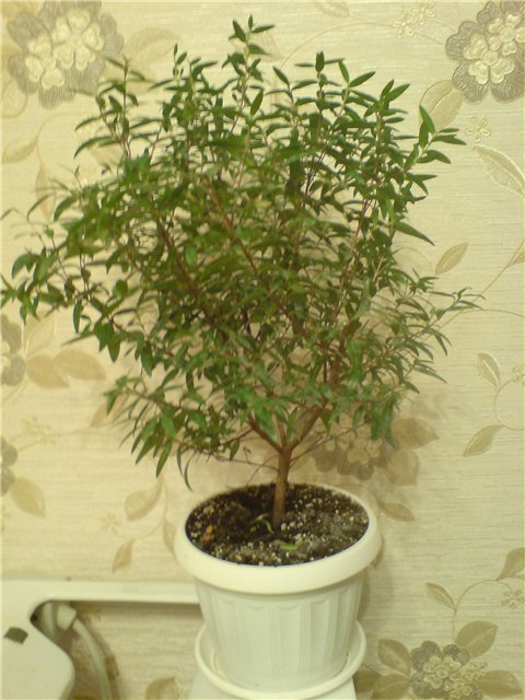 мирт.jpg