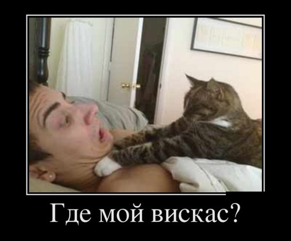 вискас.jpg