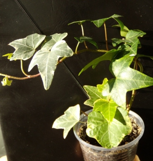 DSCN6587.JPG