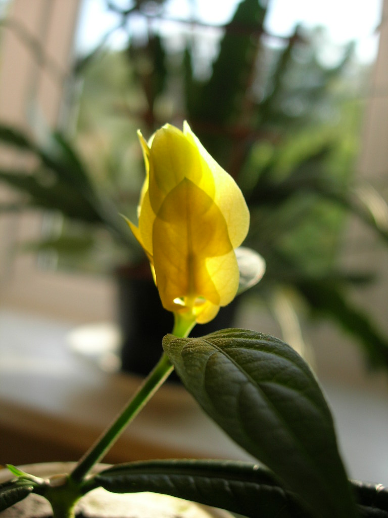 DSCN8155.JPG