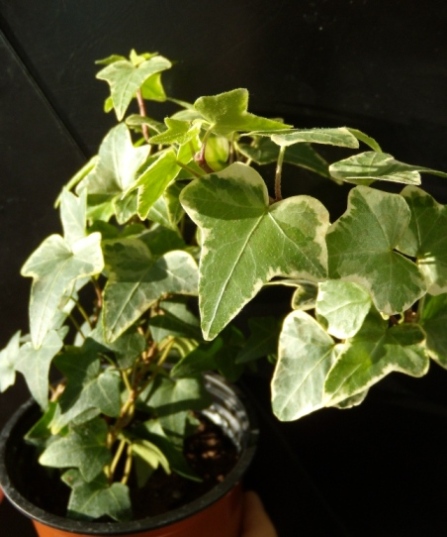 DSCN6586.JPG