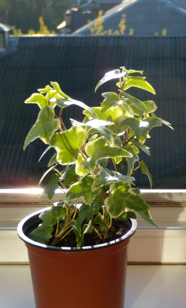 DSCN6585-1.JPG