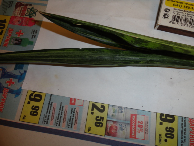 DSC02114.JPG