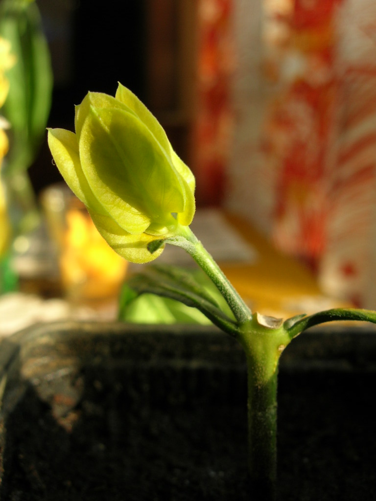 DSCN8156.JPG