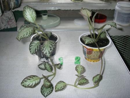 Копия IMGP3859.JPG