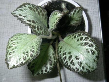 Копия IMGP3855.JPG