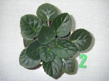 Копия IMGP3884.JPG