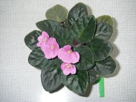 Копия IMGP3886.JPG