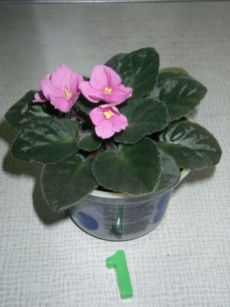 Копия IMGP3887.JPG